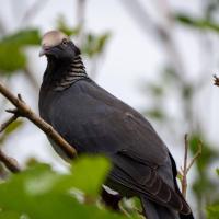 Authorities step up monitoring for bird-shooting season