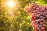 ​EXPERTS EXPECT GRAPE HARVEST IN MOLDOVA TO BE HIGHER THAT LAST YEAR’S