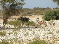 Oman’s 32 nature reserves cover 17,839.6 sq km, support sustainable development goals