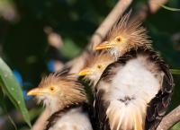 Meet The Guira Cuckoo, Paraguay’s Scruffiest Bird That Just Won’t Shut Up About Itself