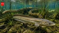 Since the 1980s, Burmese pythons threatened Florida; this eel may be worse