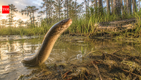 Florida’s Everglades face new threat as an invasive Asian swamp eel wipes out local crayfish and frogs and could be more destructive than the Burmese python