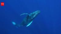 Scientists turn undersea internet cables into giant whale detectors that can track even silent whales through tiny changes in water movement