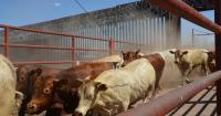Live cattle imports temporarily paused again after recent U.S.-Mexico border reopening