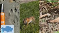 Tigress Umit Shows Signs of Successful Adaptation in Kazakhstan’s Ile-Balkhash Reserve