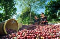 COFFEE ALERT! Vietnam Predicts Bigger Robusta Crop as El Niño Threat Looms