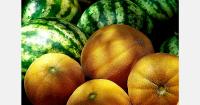 Kazakhstan’s melon and watermelon exports continue to grow