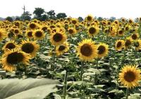 Researchers from Himachal institute discover new sunflower species in mountains of Arunachal Pradesh