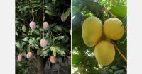 How will the availability of mangos in the U.S. develop after Mexico’s season finishes?