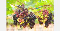 Belarus studies 550 grape varieties under frost-prone conditions