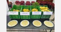 Researchers visit trial plots testing TR4-resistant banana varieties in Peru