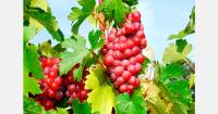 Brazil’s fruit exports rise 20% to 619,000 tons in 2026