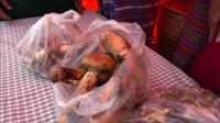 As matsutake production declines, Ura looks to protect its forests
