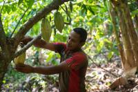 Chagras: An Amazonian Model for the Future of Agriculture