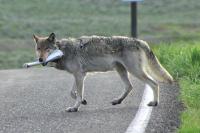 Montana wildlife commission OKs wolf quota amid questions about state-backed science