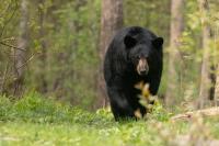 An outsider’s understanding of Maine’s bear hunting tradition