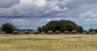 Kenya arrests four over 18 elephant deaths in Amboseli