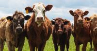 Mississippi cattle farmers worry over President Trump's foreign beef plan