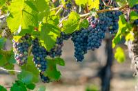 New York's Wine and Grape Industry Celebrated as Grape Day Return...