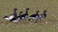 Green light for school's floodlights amid geese concerns
