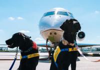 Traveling with pets: DIGEGA reduces health certificate processing to minutes