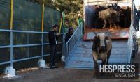 Morocco’s dairy farmers face soaring prices for imported cattle