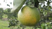 EPA clears new disease-fighting tool for Florida citrus trees as harvests remain under strain