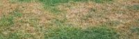 Florida Lawn Disease Control