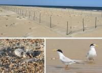 The Point at Cape Henlopen Oceanside Beach Reopens Sept. 1 to Anglers and Beachgoers