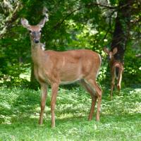 Minnesota Deer Hunters Face September 10 License Deadline for Antlerless Lottery