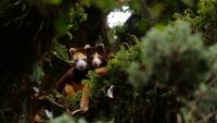 The kangaroo that climbs 