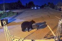 Bear steals bag of gear from Colorado fire station