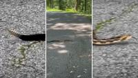 Video shows Tennessee hiker stumble upon state's largest, most dangerous rattlesnake