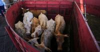Economists Don't Expect Mexican Cattle Imports to Reduce High U.S. Beef Prices