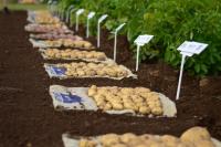 Can AI Help Plant Breeders Outrun Climate Change?