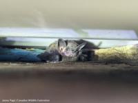 New National Certification Initiative Helps Communities Conserve Bats at Risk of Extinction