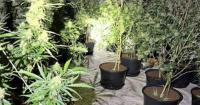 Pair jailed for roles in ‘sophisticated cannabis growing operation’