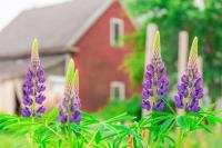 Maine Ranks as One of the Most Rural States in America