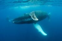 A Golden Chance to Protect the Pacific’s ‘Blue Corridors’