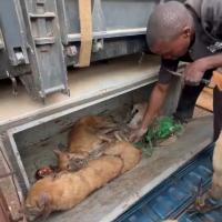 Zambia’s Kabwe police rescue 11 dogs from meat trade