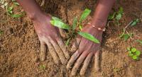 Land degradation is costing far more than restoring: UN deputy chief