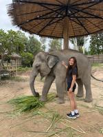 Evan Kim: Elephant Welfare and Captivity in Thailand
