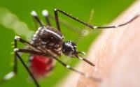 Duale: Kenya records 16,675 Dengue cases annually