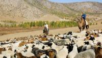 El Niño exposes need to back pastoralist climate action