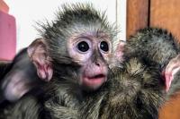 Shot, skinned and sold: South Africa’s enormous trade in wild primates
