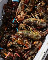 Researchers test ocean carbon removal impacts on lobsters