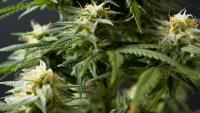 Scientists Uncover Surprising Link Between Cannabis and Violence
