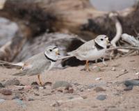 Piping Plovers Observed Nesting On Wisconsin Point For The First Time In 49 Years