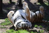 ‘Ice cream’ and cold showers: Keeping cool on hot days at Tbilisi Zoo. Video