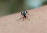 Ministry of Public Health intensifies dengue prevention efforts